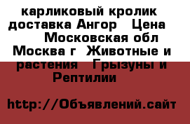 карликовый кролик. доставка.Ангор › Цена ­ 500 - Московская обл., Москва г. Животные и растения » Грызуны и Рептилии   
